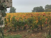 October 28 St-Emilion